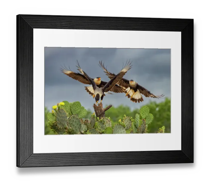Framed Print : Crested caracara in flight, Rio Grande Valley, Texas Framed Print : Crested caracara in flight, Rio Grande Valley, Texas
