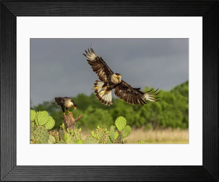 Framed Print : Crested caracara in flight, Rio Grande Valley, Texas