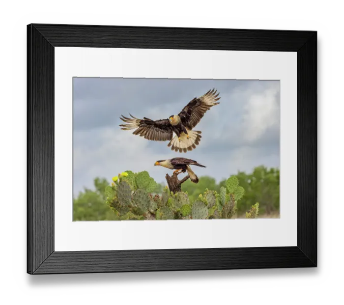 Framed Print : Crested caracara in flight, Rio Grande Valley, Texas Framed Print : Crested caracara in flight, Rio Grande Valley, Texas