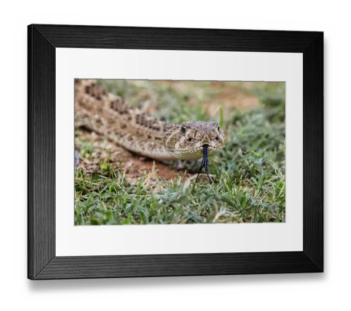 Framed Print : Western diamondback rattlesnake or Texas diamond-back, Rio Grande Valley, Texas