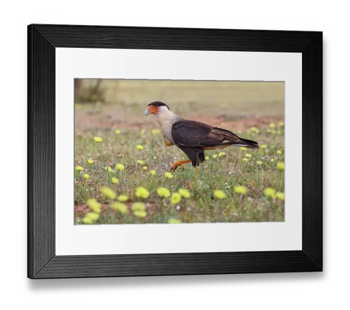 Framed Print : Crested caracara with full crop on the ground among yellow flowers, Rio Grande Valley, Texas Framed Print : Crested caracara with full crop on the ground among yellow flowers, Rio Grande Valley, Texas
