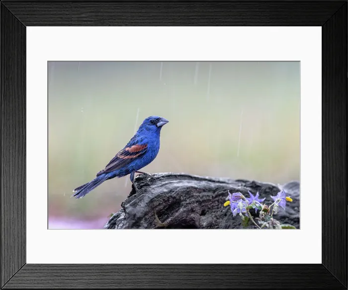 Framed Print : Male Blue grosbeak in the rain, Rio Grande Valley, Texas