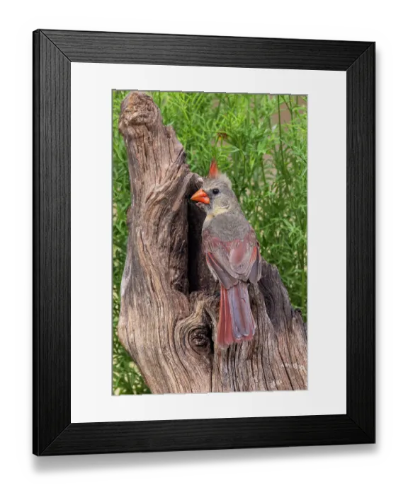 Framed Print : Female Northern Cardinal, Rio Grande Valley, Texas Framed Print : Female Northern Cardinal, Rio Grande Valley, Texas