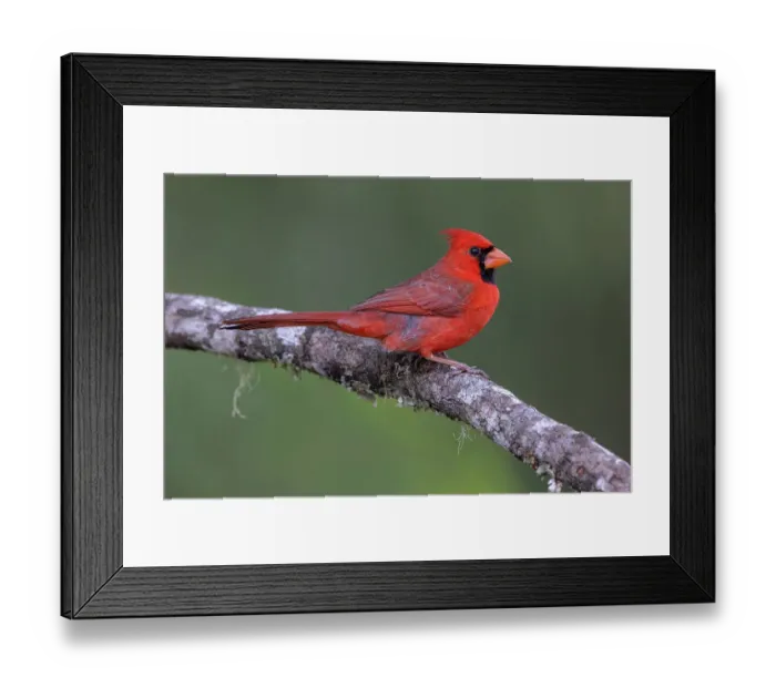 Framed Print : Male Northern Cardinal Cardinalis cardinals, Rio Grande Valley, Texas