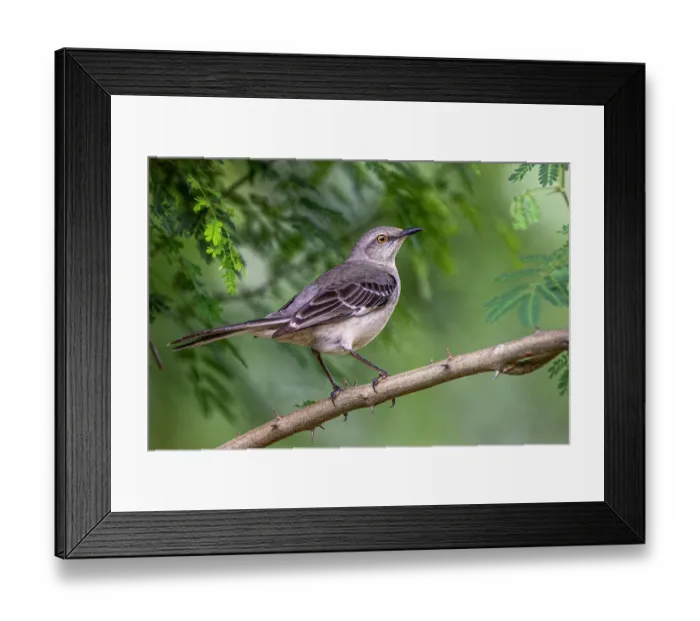 Framed Print : Northern mockingbird, Rio Grande Valley, Texas Framed Print : Northern mockingbird, Rio Grande Valley, Texas