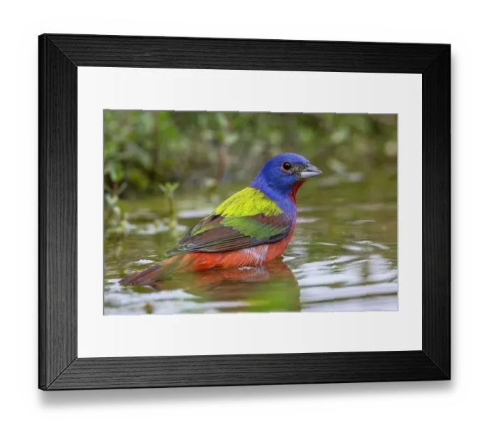 Framed Print : Painted bunting bathing, Rio Grande Valley, Texas Framed Print : Painted bunting bathing, Rio Grande Valley, Texas