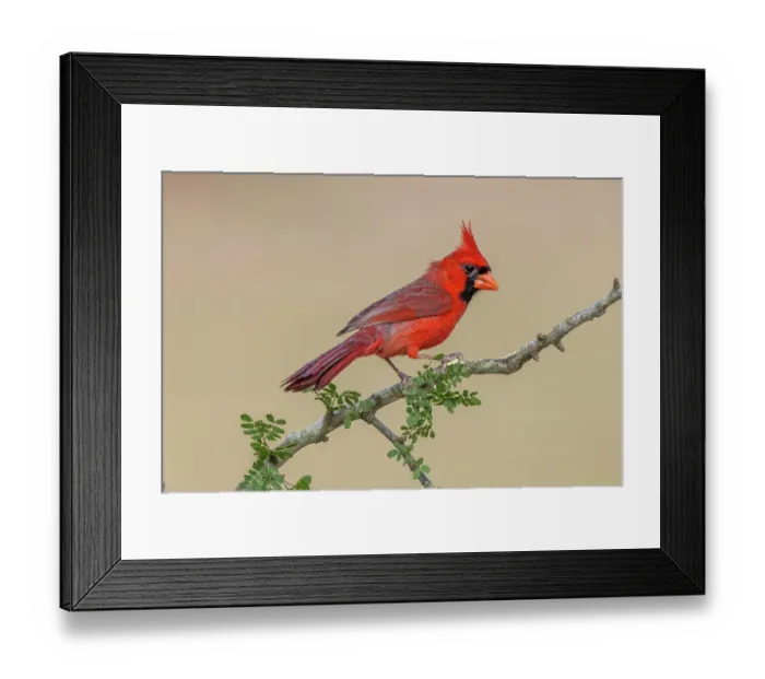Framed Print : Male Northern Cardinal, Rio Grande Valley, Texas Framed Print : Male Northern Cardinal, Rio Grande Valley, Texas