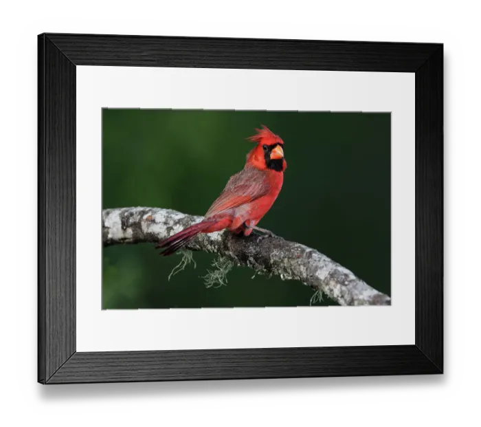 Framed Print : Male Northern Cardinal, Rio Grande Valley, Texas Framed Print : Male Northern Cardinal, Rio Grande Valley, Texas