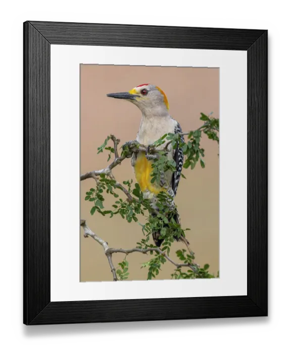 Framed Print : Golden-fronted woodpecker, Rio Grande Valley, Texas