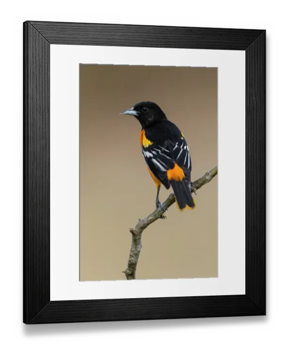 Framed Print : Northern oriole, Baltimore oriole, Rio Grande Valley, Texas Framed Print : Northern oriole, Baltimore oriole, Rio Grande Valley, Texas