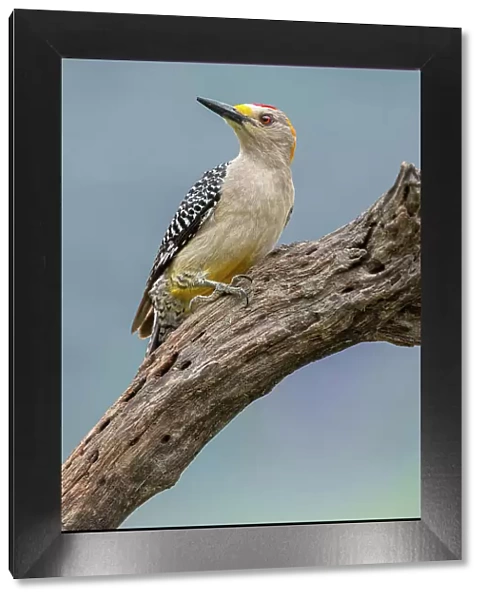 Golden-fronted woodpecker, Rio Grande Valley, Texas