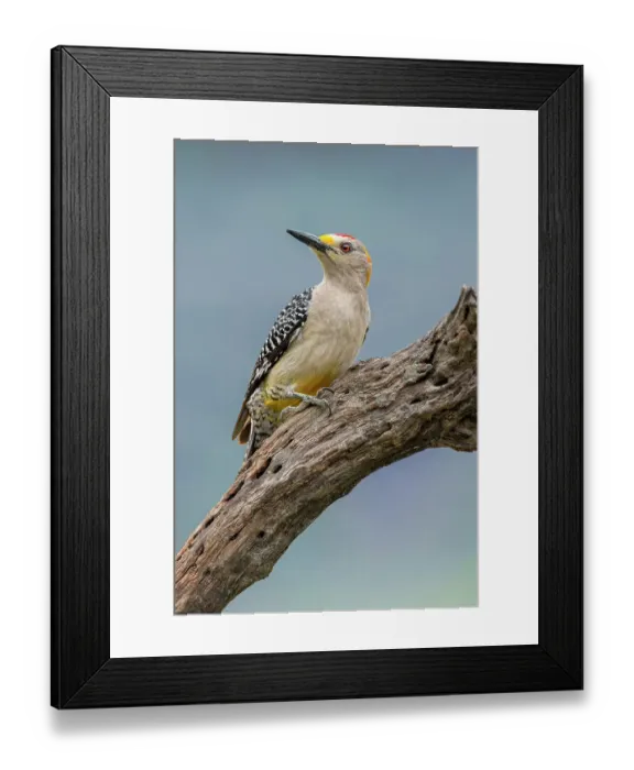 Framed Print : Golden-fronted woodpecker, Rio Grande Valley, Texas Framed Print : Golden-fronted woodpecker, Rio Grande Valley, Texas