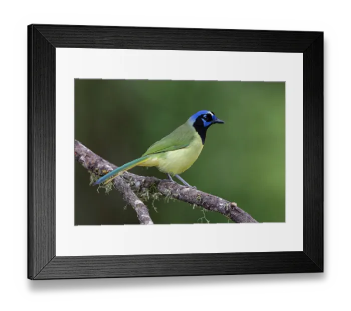 Framed Print : Green jay, Cyanocorax yncas, Rio Grande Valley, Texas Framed Print : Green jay, Cyanocorax yncas, Rio Grande Valley, Texas