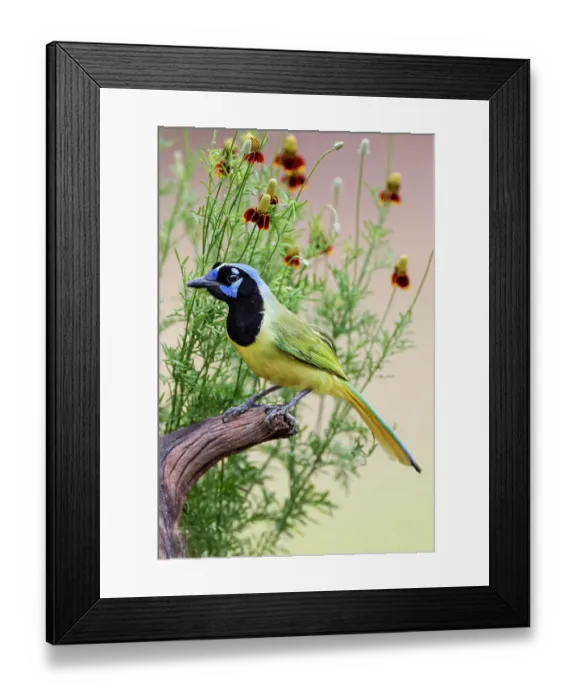 Framed Print : Green jay, Cyanocorax yncas, Rio Grande Valley, Texas Framed Print : Green jay, Cyanocorax yncas, Rio Grande Valley, Texas