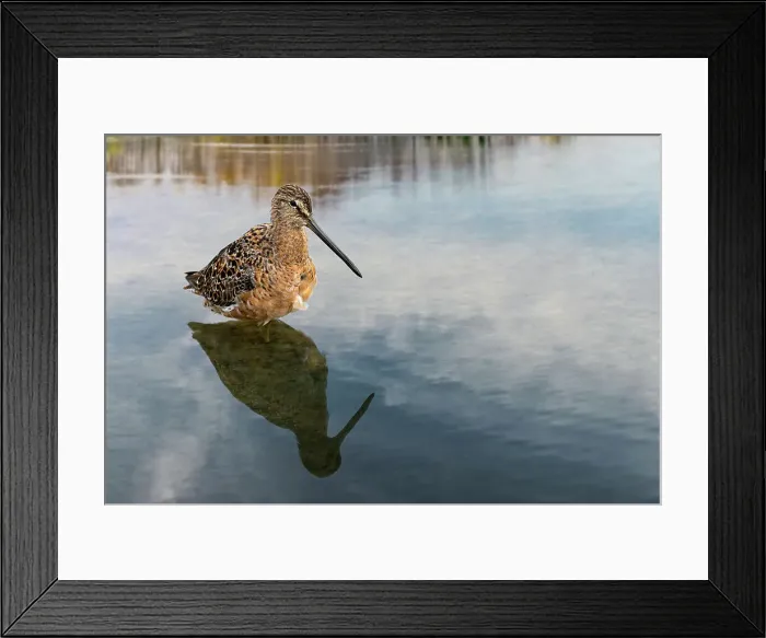 Framed Print : Short-billed dowitcher, South Padre Island, Texas