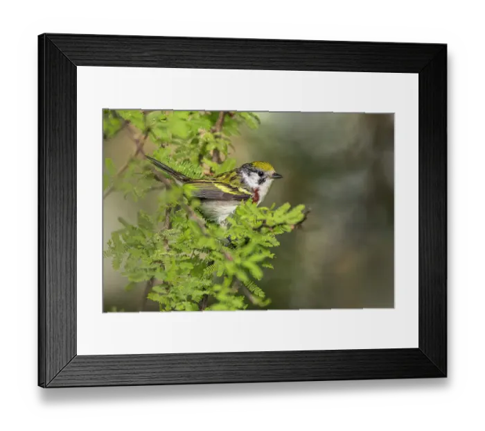 Framed Print : Chestnut-sided warbler on migration route, South Padre Island, Texas
