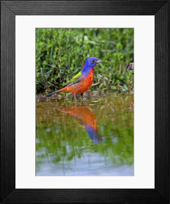 Framed Print : Painted bunting bathing, Rio Grande Valley, Texas