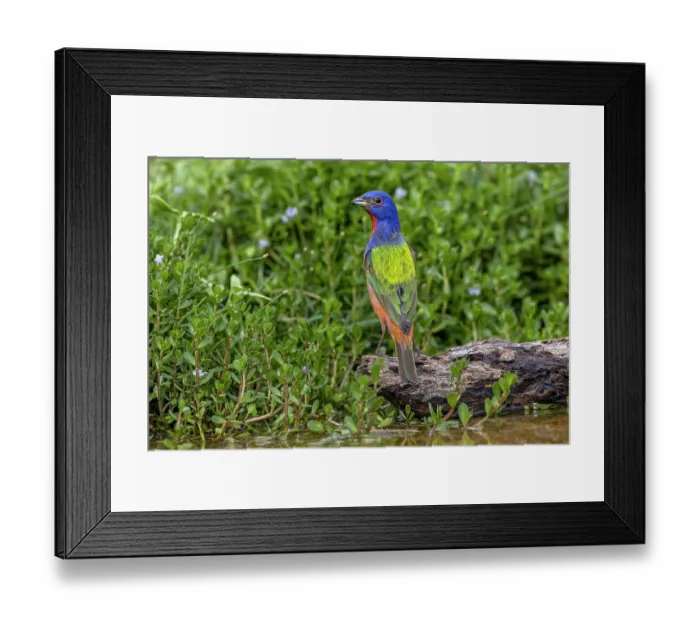 Framed Print : Painted bunting, Rio Grande Valley, Texas