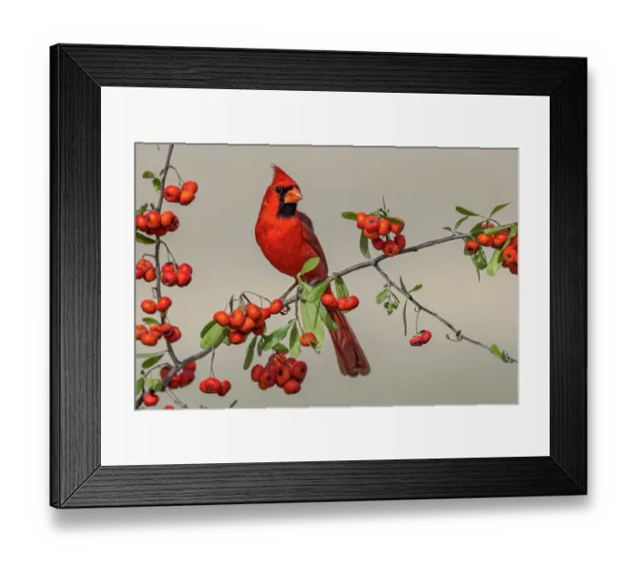 Framed Print : Male Northern Cardinal, Rio Grande Valley, Texas Framed Print : Male Northern Cardinal, Rio Grande Valley, Texas