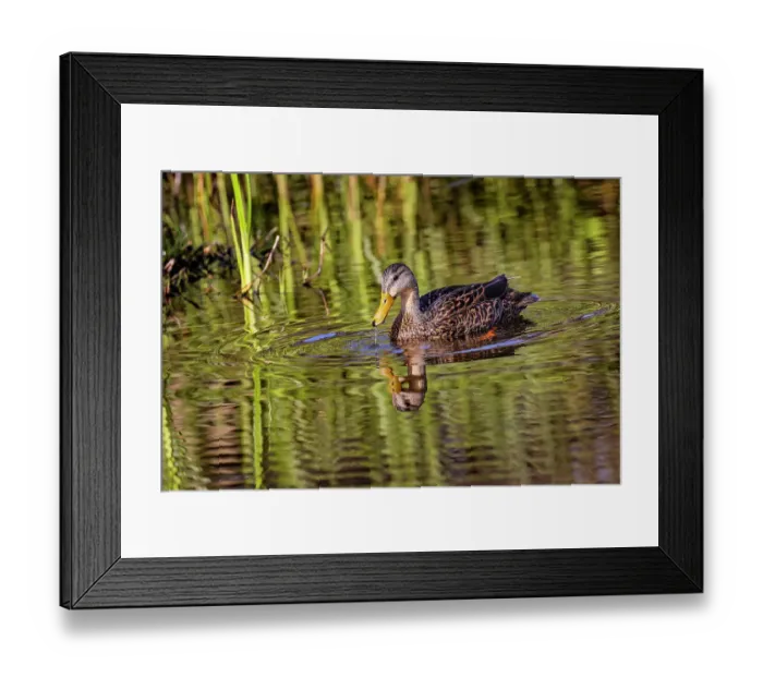 Framed Print : Female mallard and reflection, South Padre Island, Texas Framed Print : Female mallard and reflection, South Padre Island, Texas