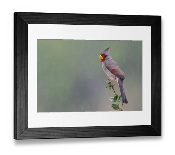 Framed Print : USA, South Texas. Pyrrhuloxia, desert rain shower Framed Print : USA, South Texas. Pyrrhuloxia, desert rain shower