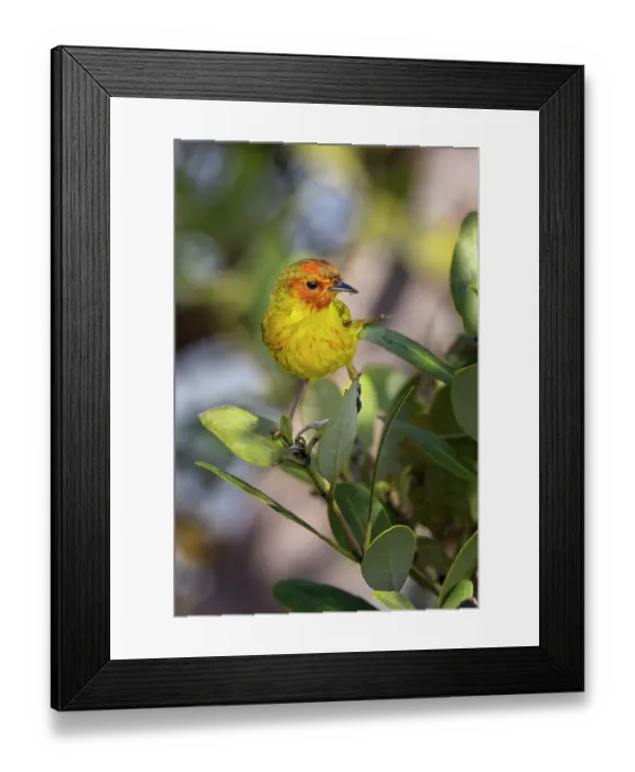 Framed Print : Male Mangrove warbler, yellow warbler, South Padre Island, Texas Framed Print : Male Mangrove warbler, yellow warbler, South Padre Island, Texas