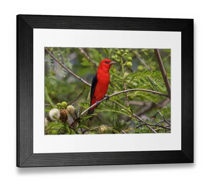 Framed Print : Male scarlet tanager, South Padre Island, Texas Framed Print : Male scarlet tanager, South Padre Island, Texas
