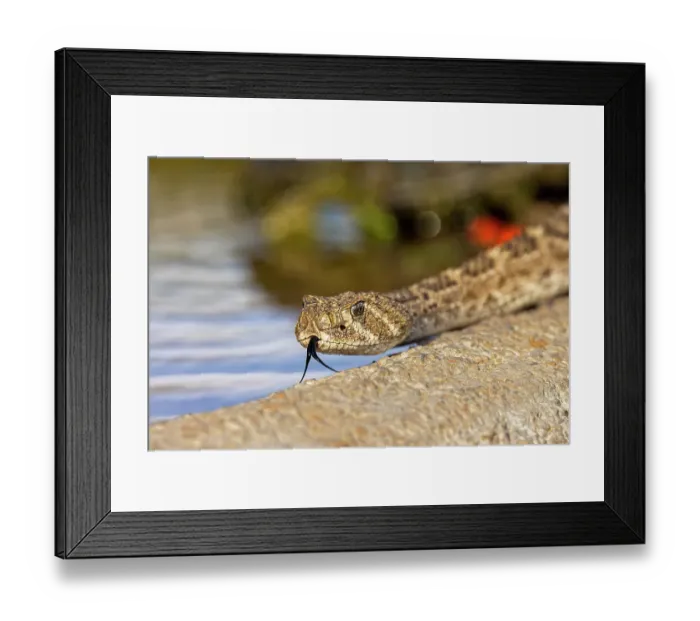 Framed Print : Western diamondback rattlesnake or Texas diamond-back, Rio Grande Valley, Texas Framed Print : Western diamondback rattlesnake or Texas diamond-back, Rio Grande Valley, Texas