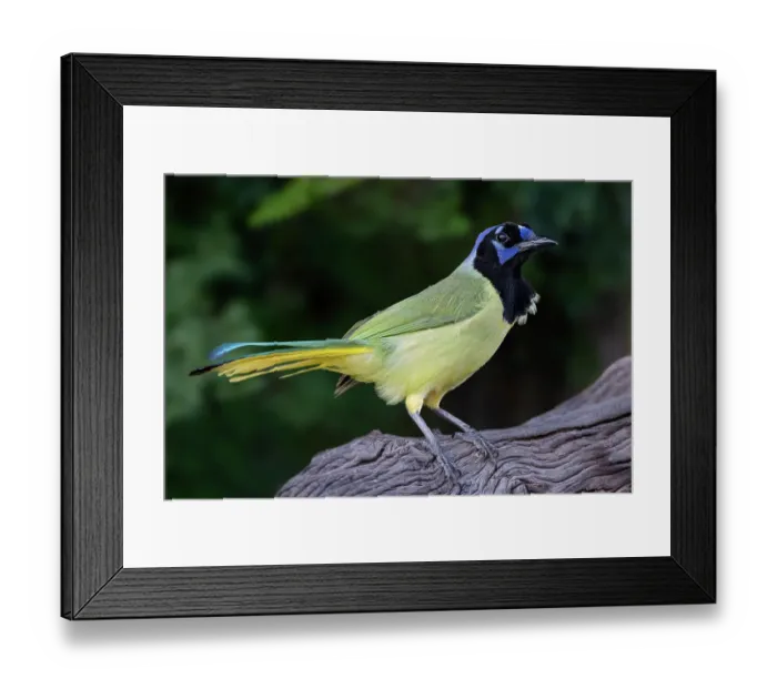 Framed Print : Green jay, Cyanocorax yncas, Rio Grande Valley, Texas Framed Print : Green jay, Cyanocorax yncas, Rio Grande Valley, Texas