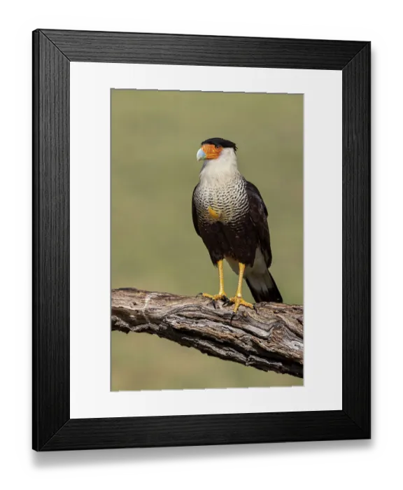 Framed Print : Crested caracara with full crop, Rio Grande Valley, Texas Framed Print : Crested caracara with full crop, Rio Grande Valley, Texas