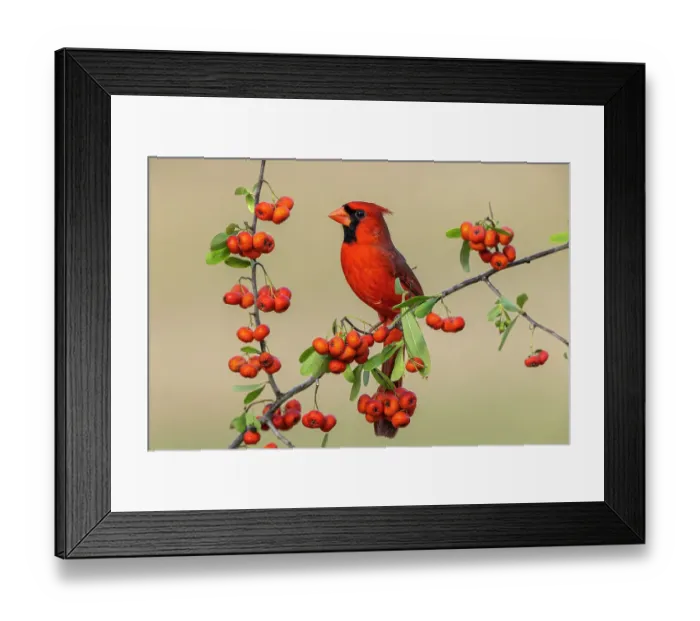Framed Print : Male Northern Cardinal, Rio Grande Valley, Texas