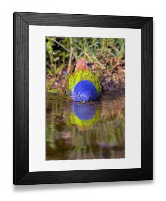 Framed Print : Male painted bunting bathing, Rio Grande Valley, Texas