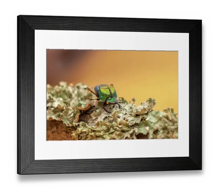 Framed Print : USA, Texas, Hidalgo County. Rainbow scarab beetle close-up Framed Print : USA, Texas, Hidalgo County. Rainbow scarab beetle close-up