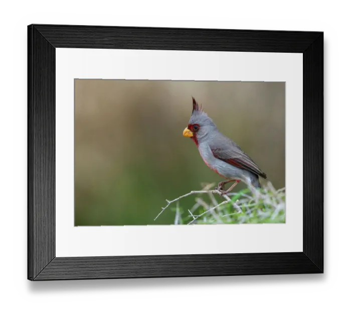 Framed Print : USA, South Texas. Pyrrhuloxia Framed Print : USA, South Texas. Pyrrhuloxia
