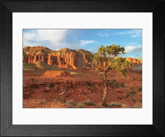 Framed Print : Juniper tree on Panorama Point, Capitol Reef National Park, Utah