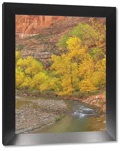 Fall color along the Virgin River, Zion National Park, Utah