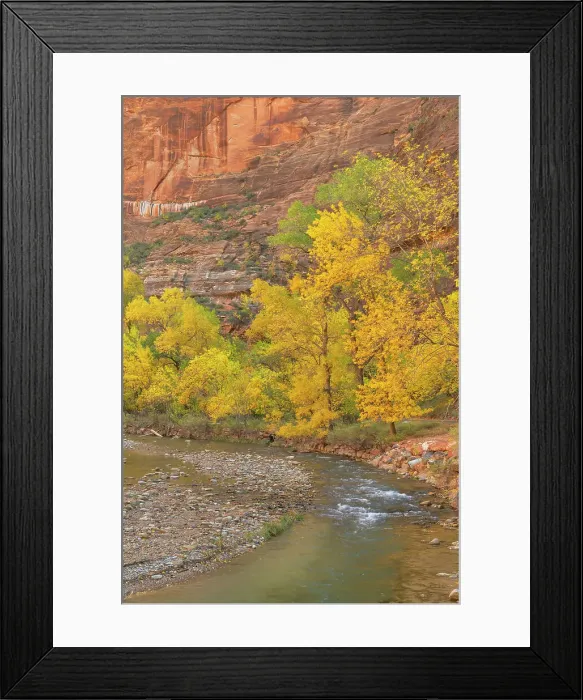 Framed Print : Fall color along the Virgin River, Zion National Park, Utah