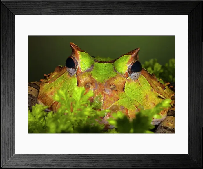 Framed Print : South America, Surinam. Horn frog face close-up. (Editorial Use Only) Framed Print : South America, Surinam. Horn frog face close-up. (Editorial Use Only)