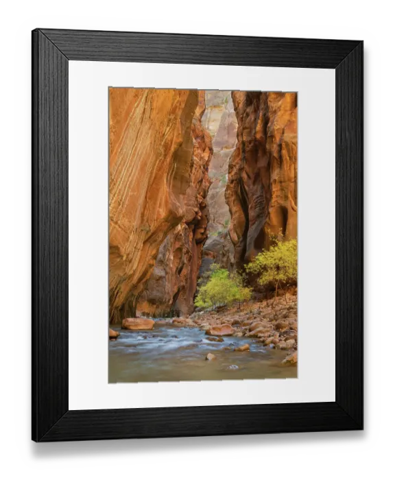 Framed Print : Fall color in Zion Canyon The Narrows, Zion National Park, Utah