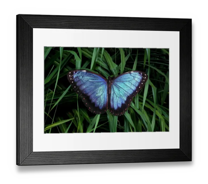 Framed Print : Mexico. Morpho butterfly close-up. (Editorial Use Only)