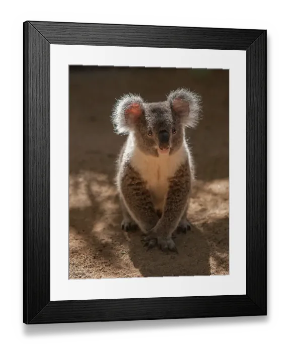 Framed Print : Australia. Close-up of young koala. (Editorial Use Only)