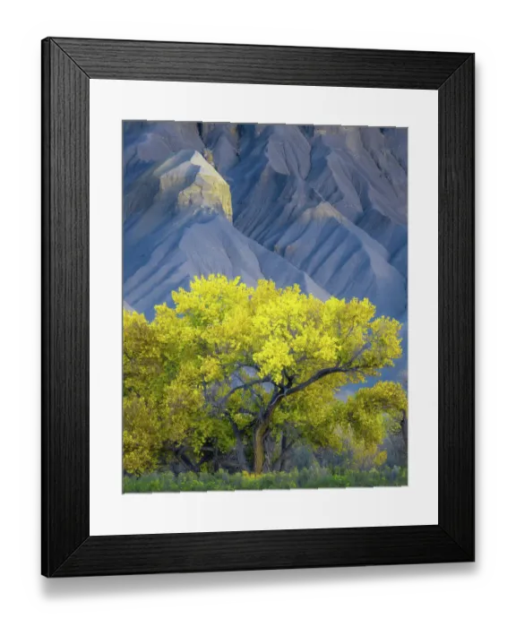 Framed Print : USA, Utah. Yellow cottonwood tree and gray mountain in autumn