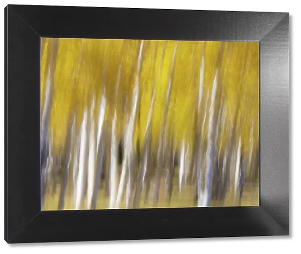 USA, Utah, Capital Reef National Park. Abstract of aspen trees in autumn
