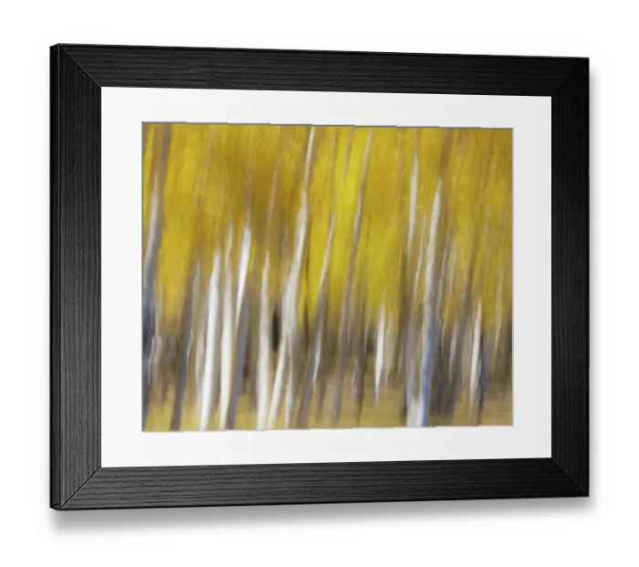 Framed Print : USA, Utah, Capital Reef National Park. Abstract of aspen trees in autumn Framed Print : USA, Utah, Capital Reef National Park. Abstract of aspen trees in autumn