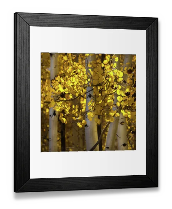 Framed Print : USA, Utah, Capital Reef National Park. Close-up of aspen trees in sunlit yellow color
