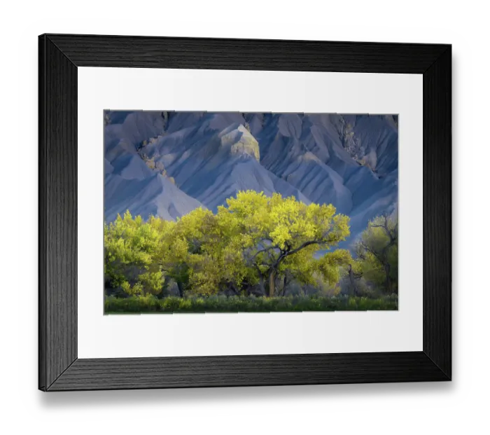 Framed Print : USA, Utah. Yellow cottonwood tree and gray mountain in autumn Framed Print : USA, Utah. Yellow cottonwood tree and gray mountain in autumn