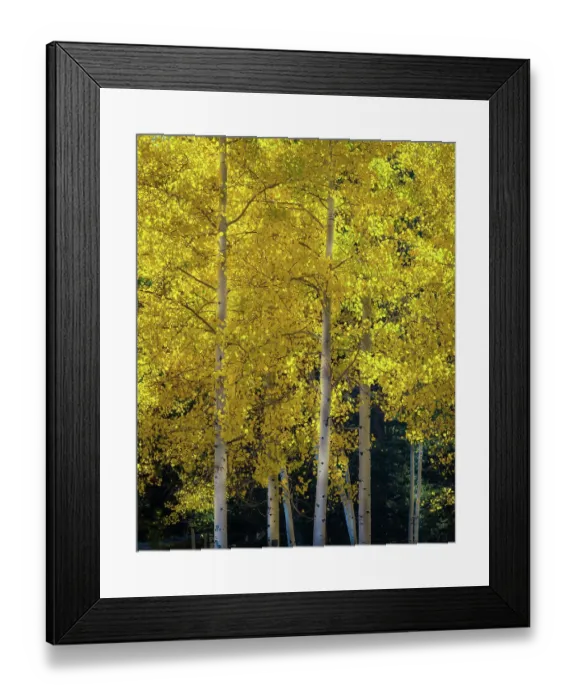 Framed Print : USA, Utah, Capital Reef National Park. Aspen trees in sunlit yellow color Framed Print : USA, Utah, Capital Reef National Park. Aspen trees in sunlit yellow color