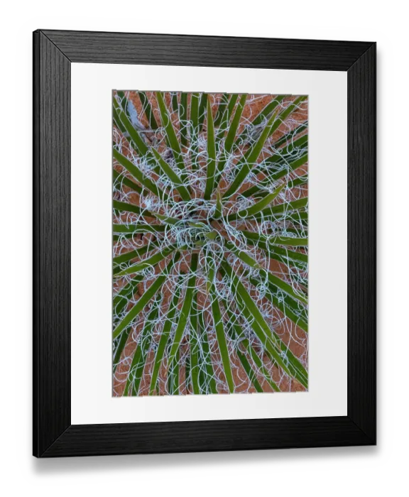 Framed Print : USA, Utah. Yucca (Yucca sp.) in the Utah desert