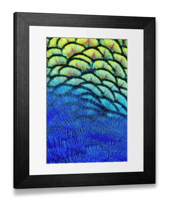 Framed Print : USA, Utah. Peacock feathers detail Framed Print : USA, Utah. Peacock feathers detail