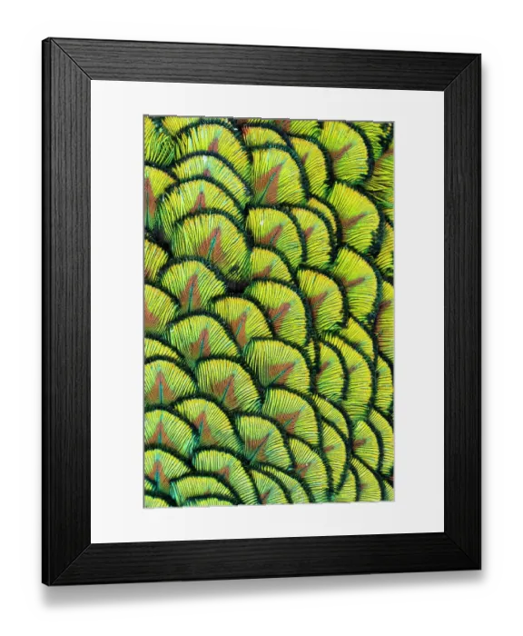 Framed Print : USA, Utah. Peacock feathers detail Framed Print : USA, Utah. Peacock feathers detail